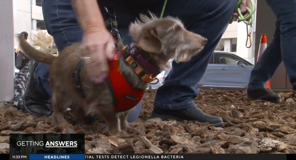 A person petting a small, light brown, wire-haired dog wearing a red harness, standing on wood chips.
